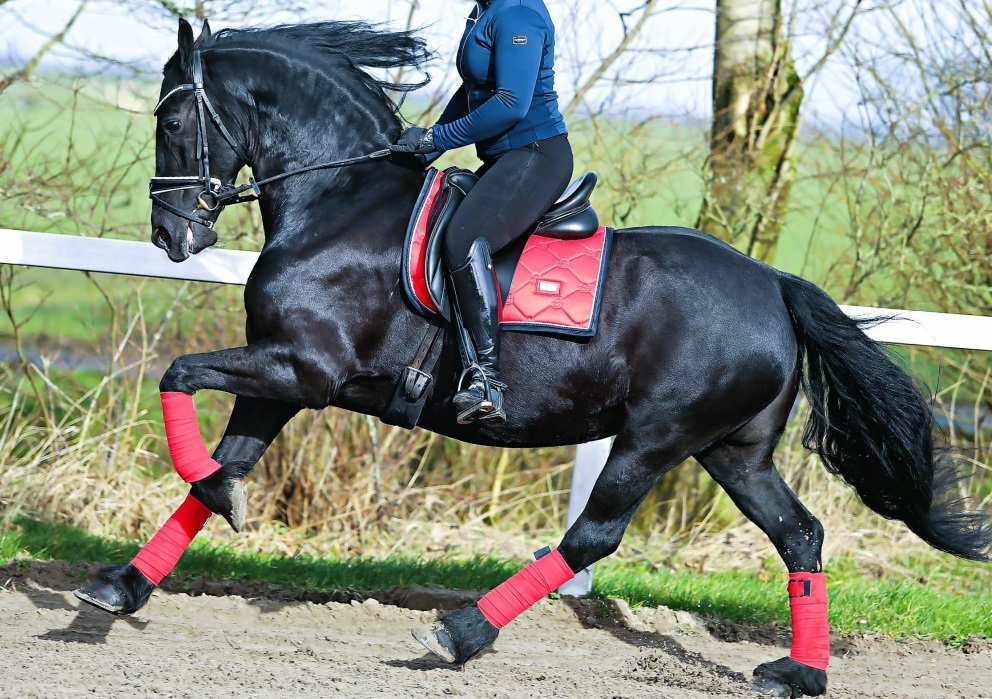 Sweet Friesian Stallions for Sale .