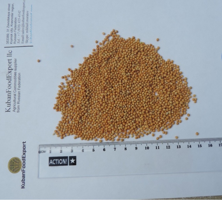 Yellow millet